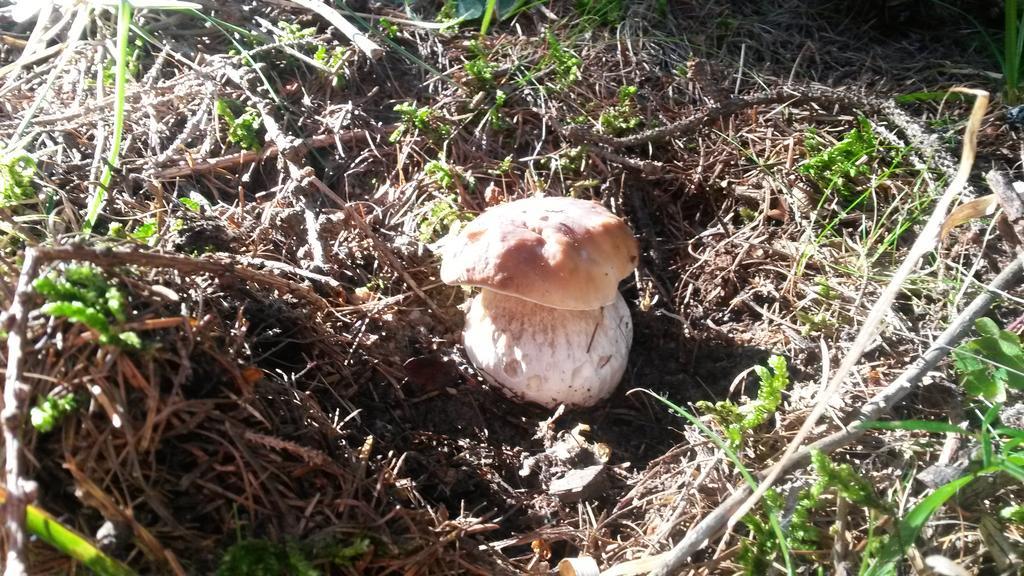 Lo Ni Di Candolle Gignod Exterior foto
